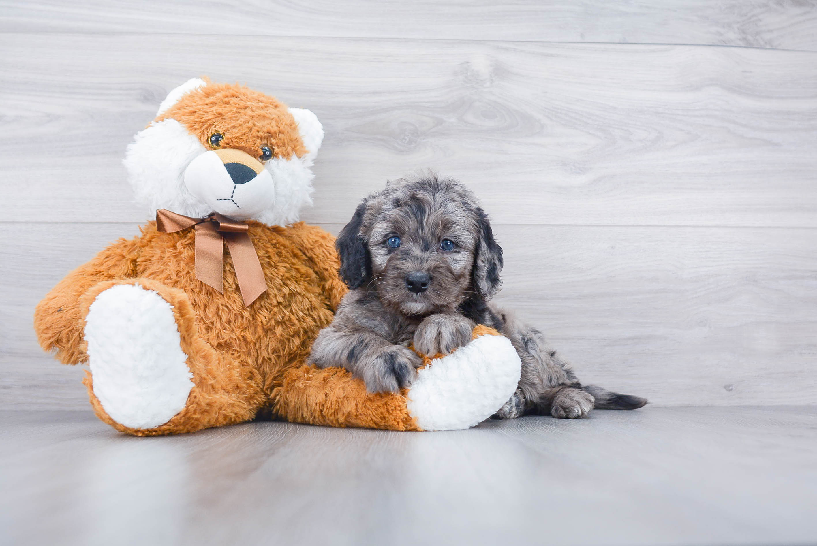 Mini Bernedoodle Puppy for Adoption