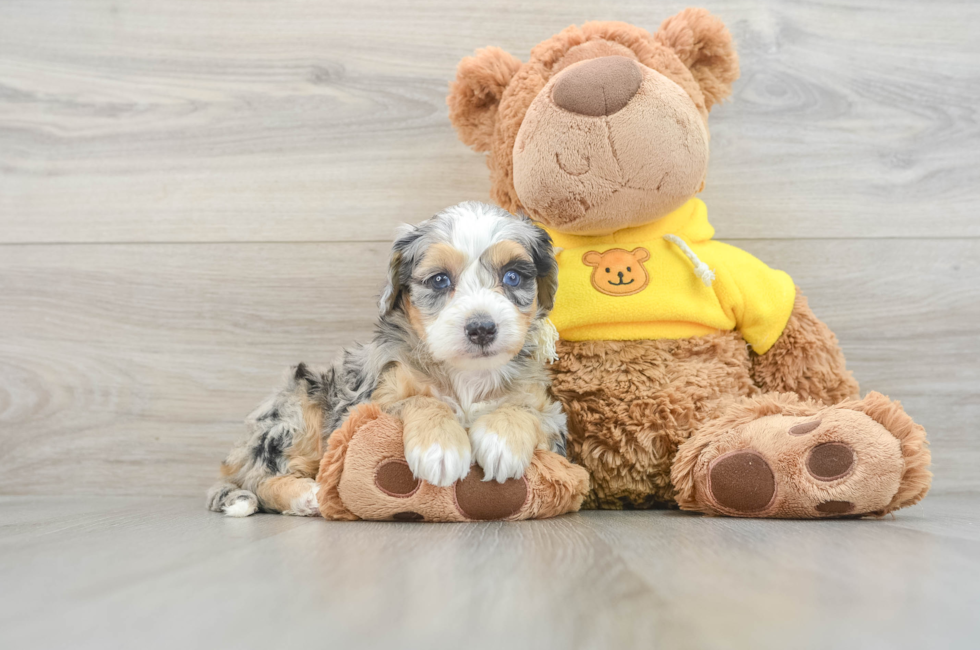 6 week old Mini Bernedoodle Puppy For Sale - Premier Pups