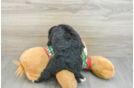 Funny Mini Bernedoodle Poodle Mix Pup