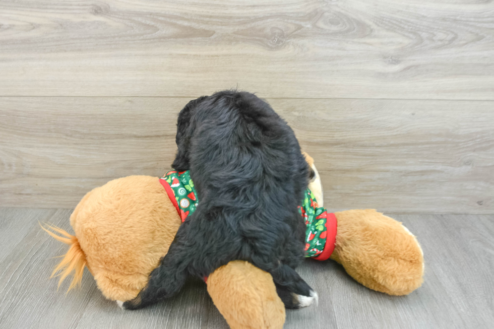 Funny Mini Bernedoodle Poodle Mix Pup