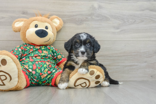 Sweet Mini Bernedoodle Baby