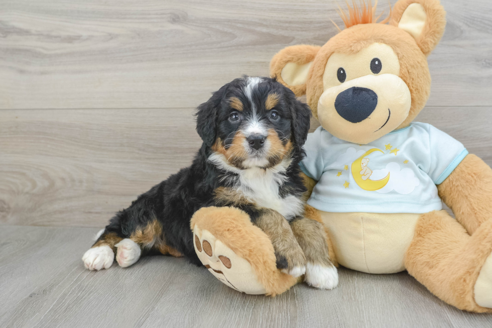 Fluffy Mini Bernedoodle Poodle Mix Pup