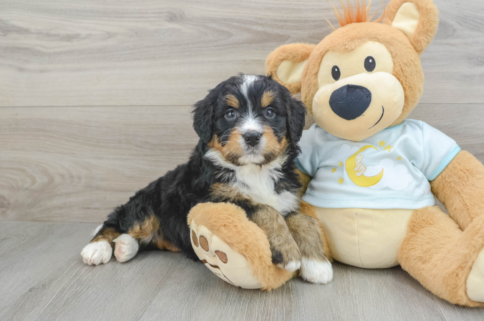 5 week old Mini Bernedoodle Puppy For Sale - Premier Pups