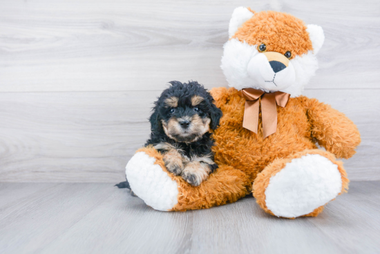 Mini Bernedoodle Puppy for Adoption