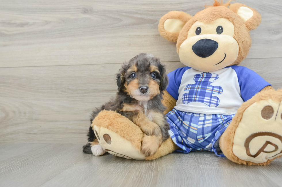 6 week old Mini Bernedoodle Puppy For Sale - Premier Pups