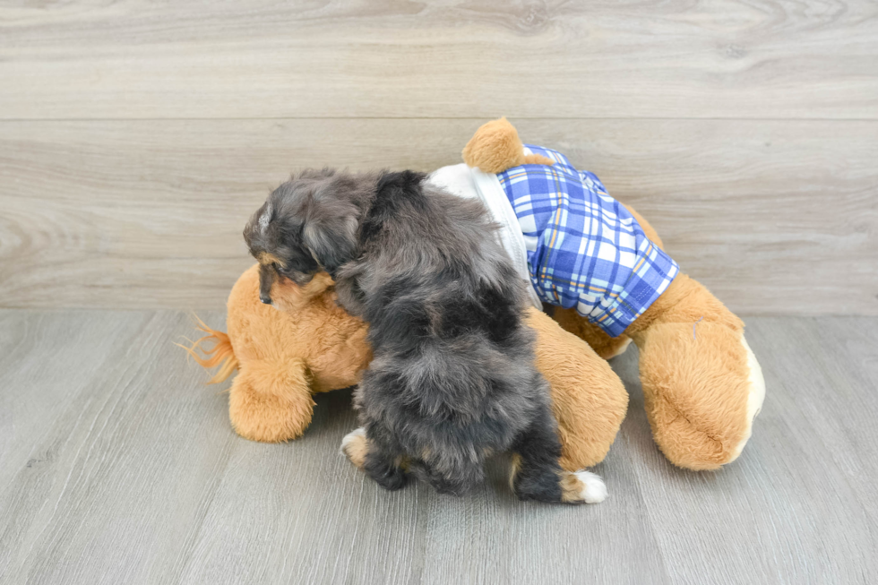 Mini Bernedoodle Puppy for Adoption