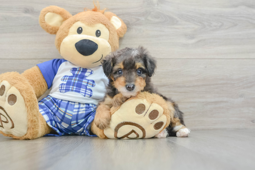 Friendly Mini Bernedoodle Baby