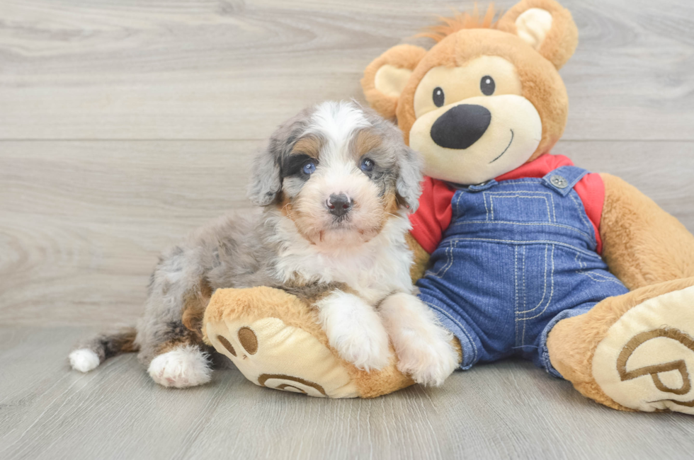 6 week old Mini Bernedoodle Puppy For Sale - Premier Pups