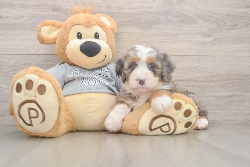 Best Mini Bernedoodle Baby
