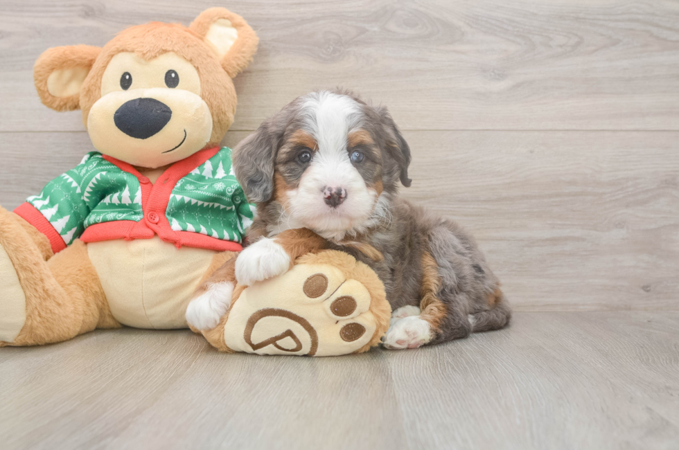 5 week old Mini Bernedoodle Puppy For Sale - Premier Pups