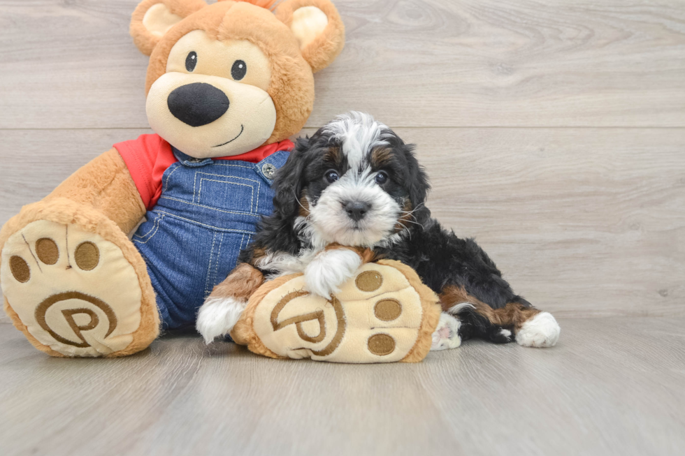 Best Mini Bernedoodle Baby