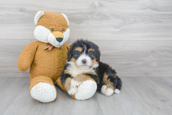 Small Mini Bernedoodle Baby