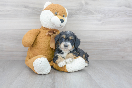 Mini Bernedoodle Puppy for Adoption