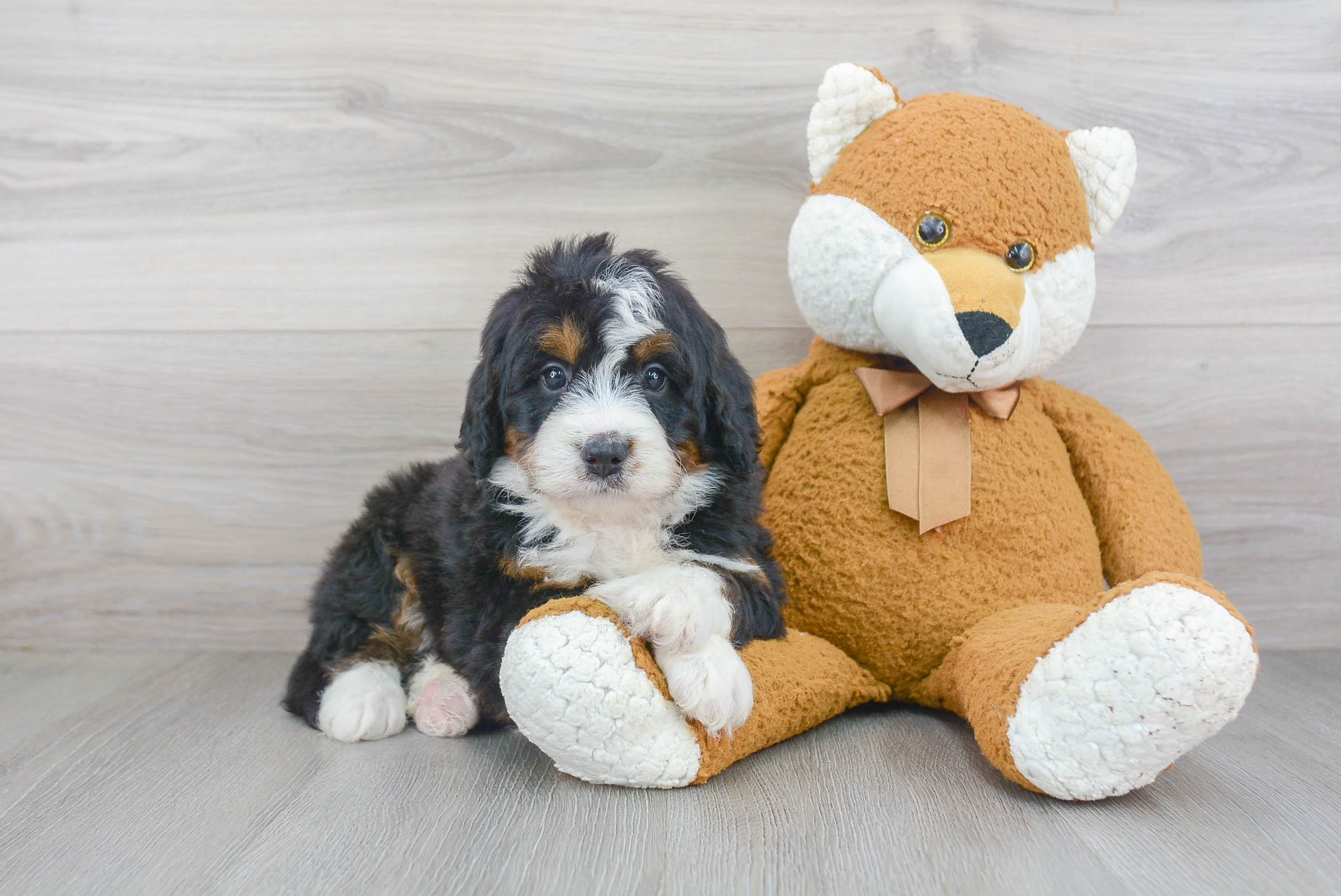 Happy Mini Bernedoodle Baby