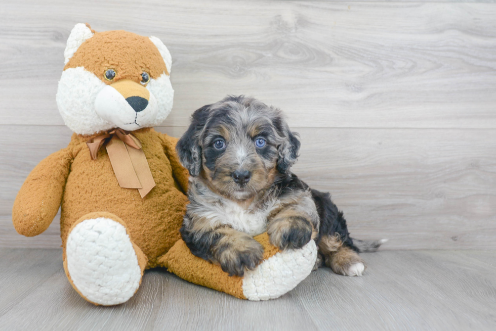 Smart Mini Bernedoodle Poodle Mix Pup