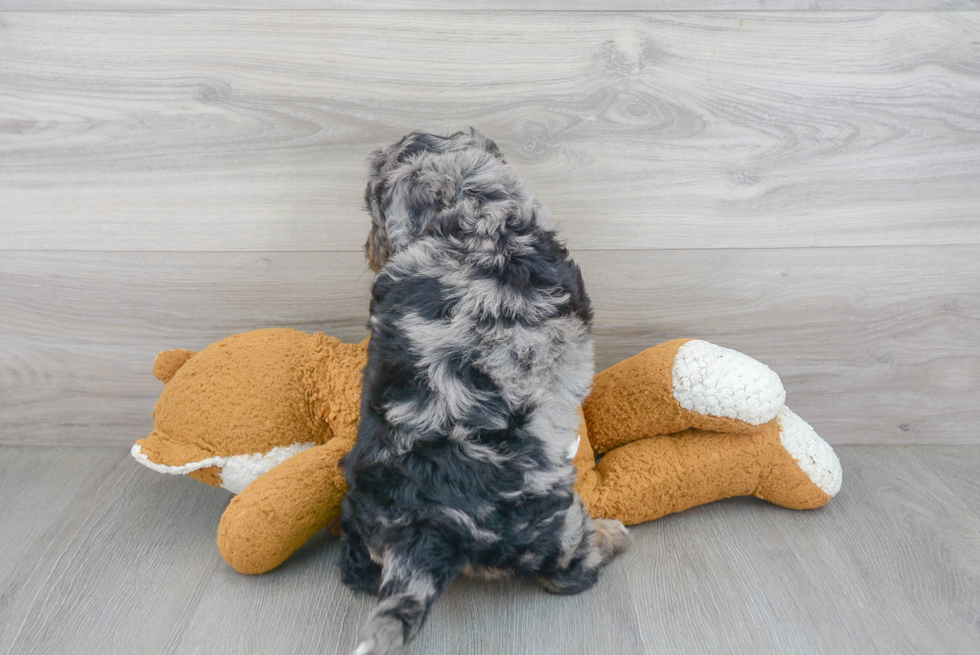 Sweet Mini Bernedoodle Baby