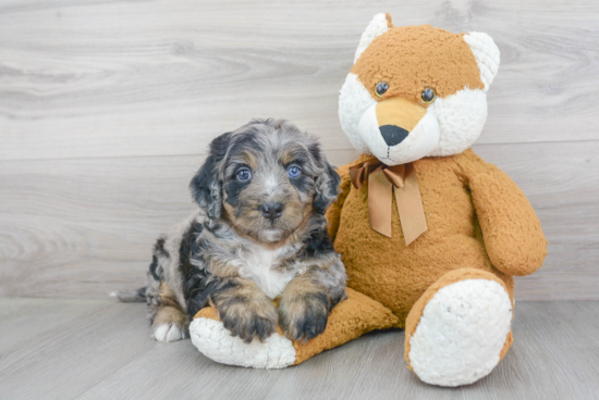 Mini Bernedoodle Pup Being Cute