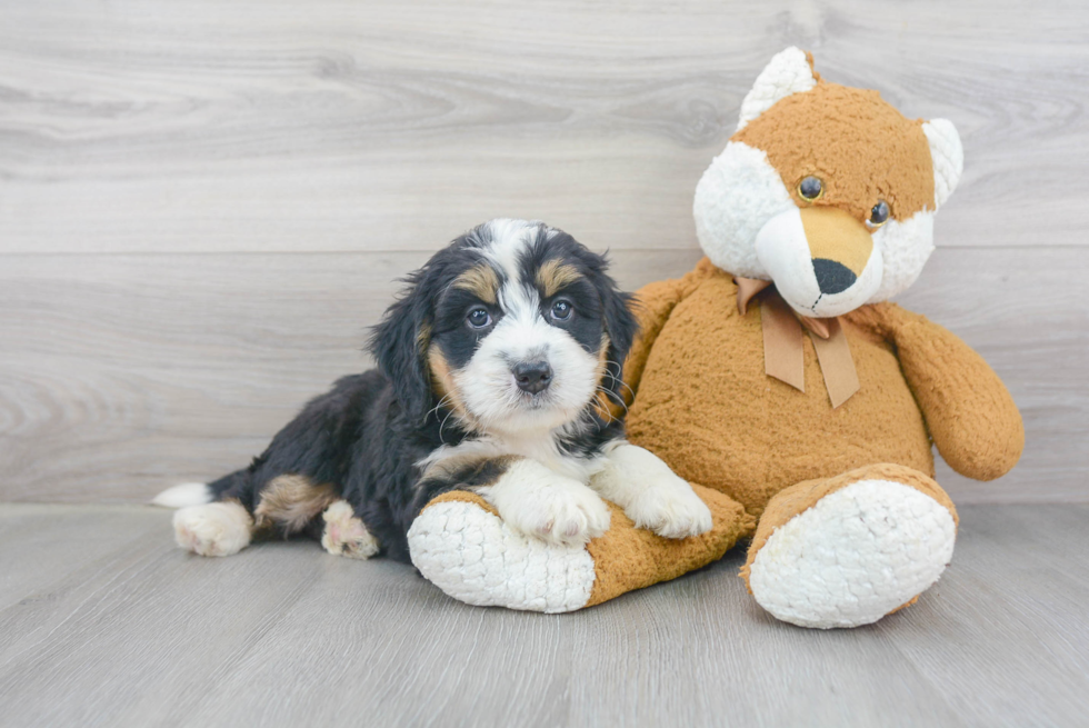 Mini Bernedoodle Puppy for Adoption