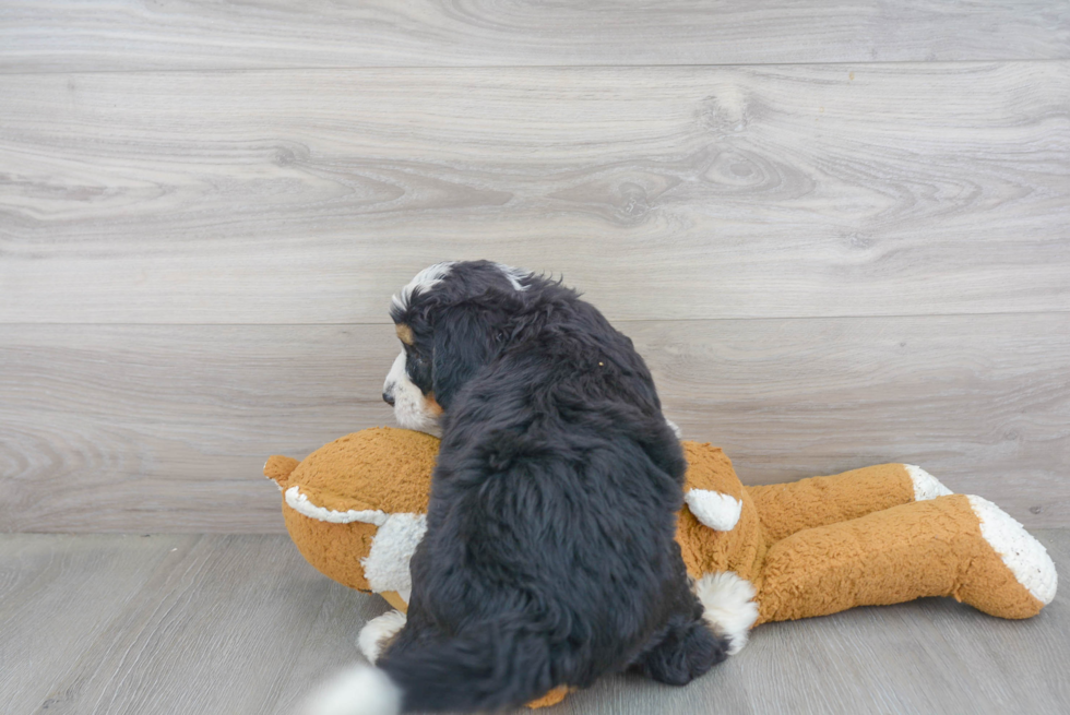 Happy Mini Bernedoodle Baby