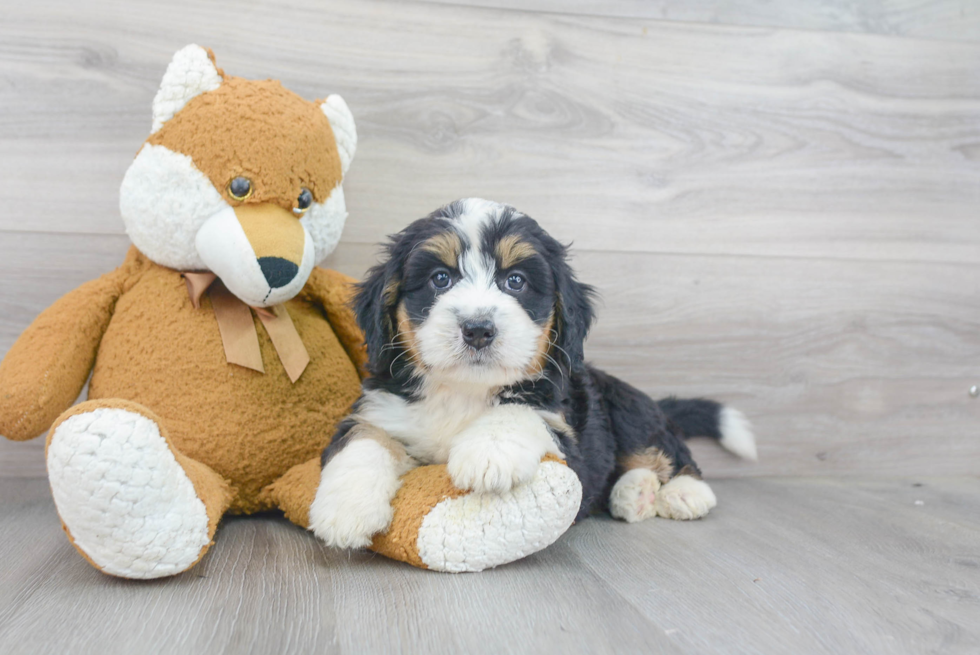 Best Mini Bernedoodle Baby