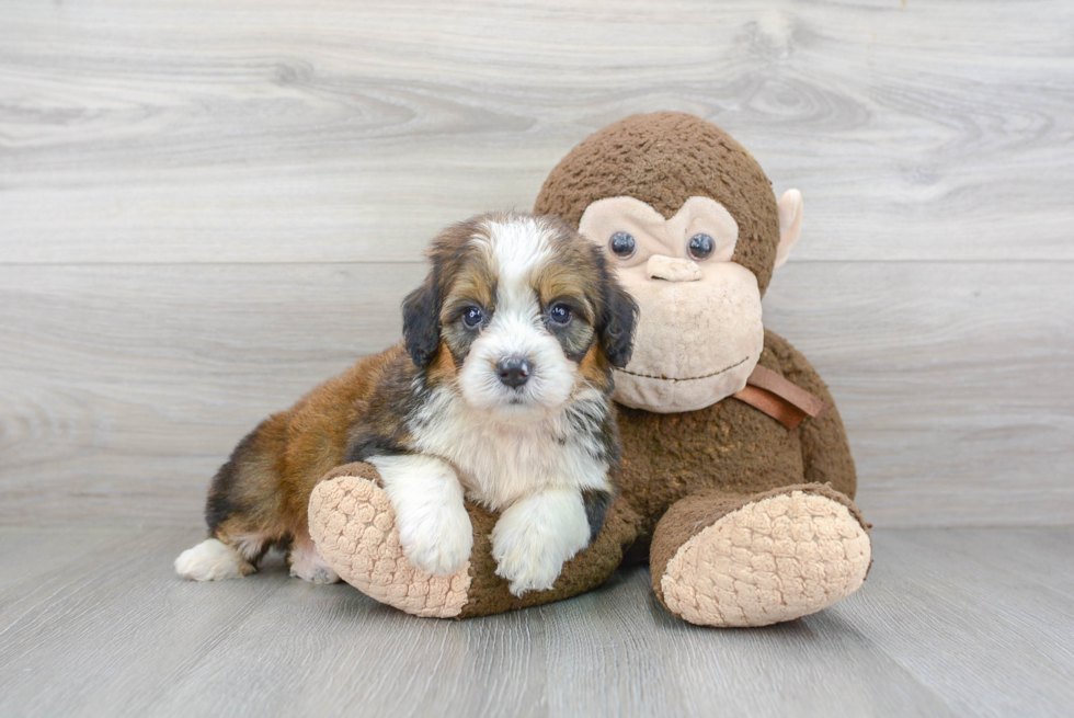 Mini Bernedoodle Puppy for Adoption