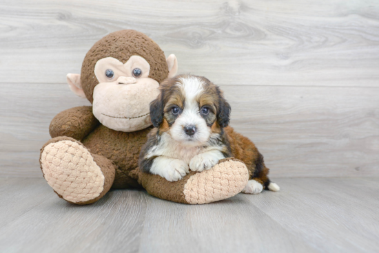 Small Mini Bernedoodle Baby