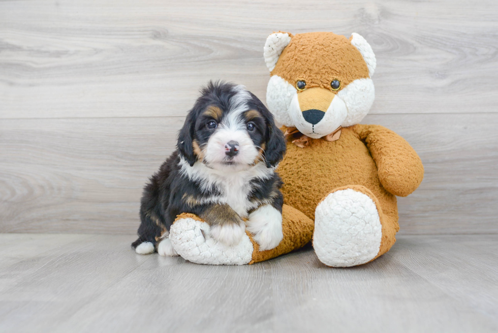 Sweet Mini Bernedoodle Baby