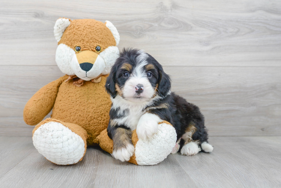 Best Mini Bernedoodle Baby