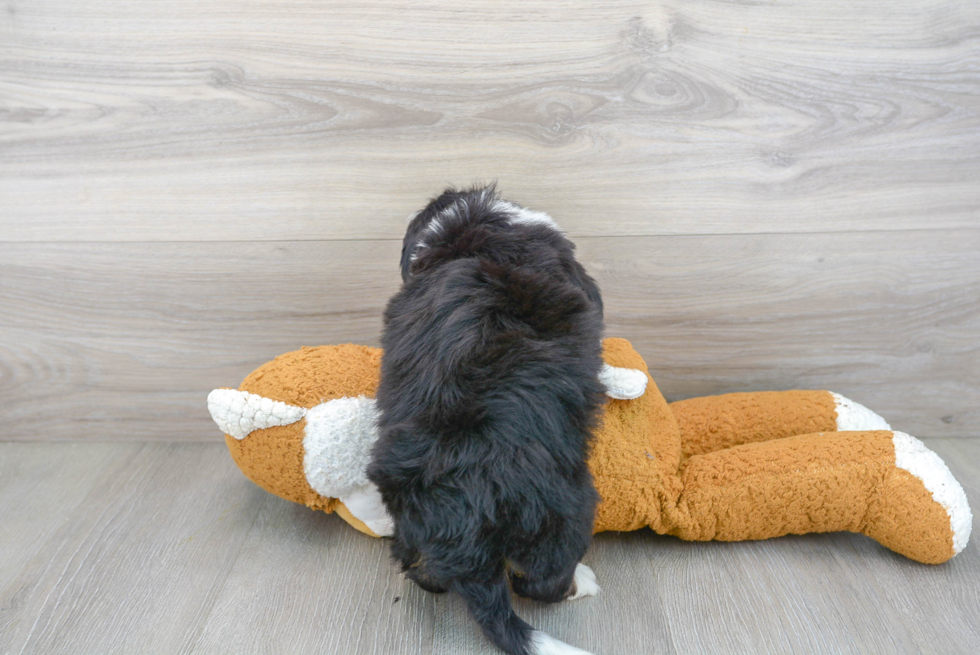 Fluffy Mini Bernedoodle Poodle Mix Pup