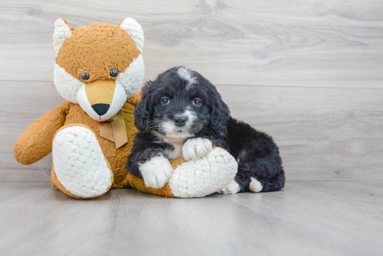 Best Mini Bernedoodle Baby