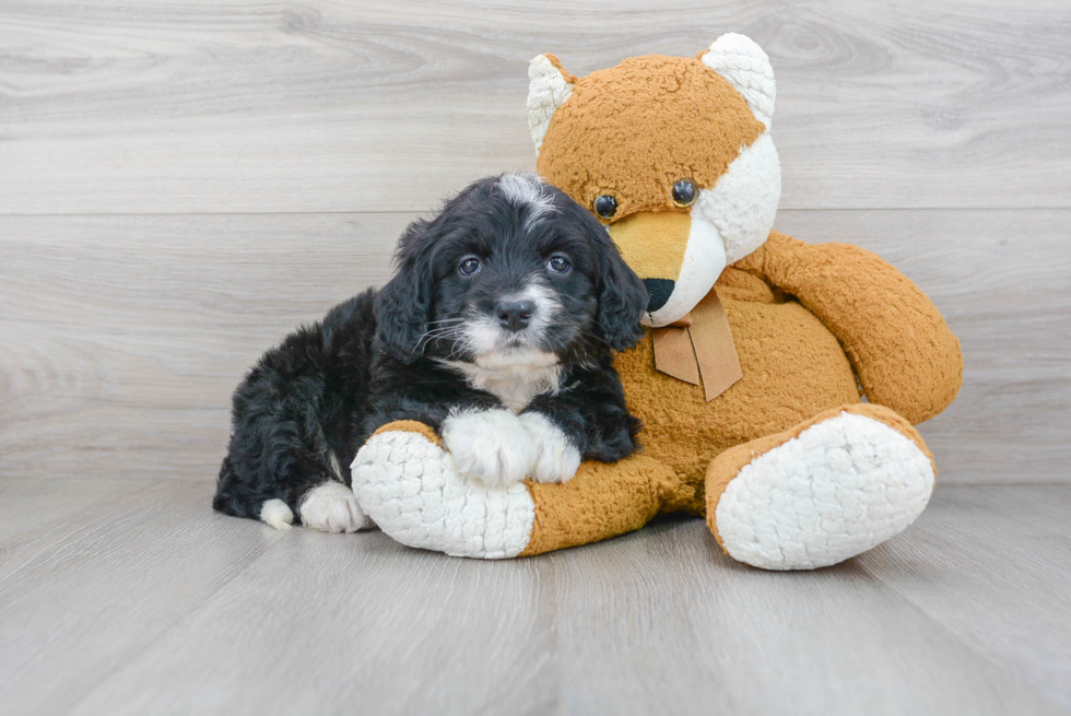 Mini Bernedoodle Puppy for Adoption