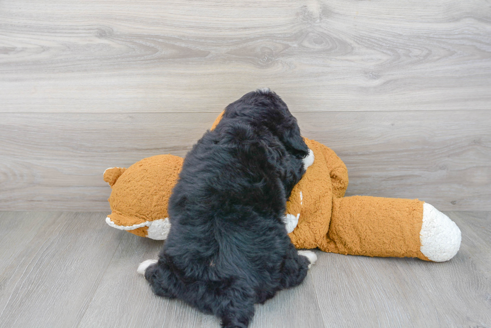 Funny Mini Bernedoodle Poodle Mix Pup