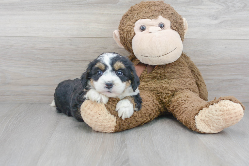 Mini Bernedoodle Puppy for Adoption