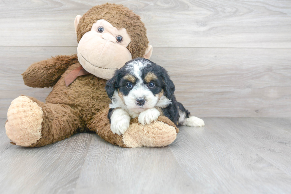 Mini Bernedoodle Pup Being Cute