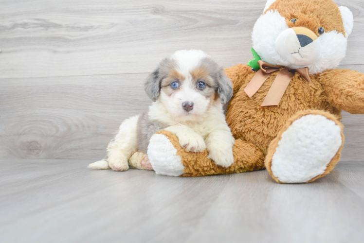 Best Mini Bernedoodle Baby
