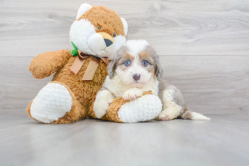 Cute Mini Bernedoodle Poodle Mix Pup