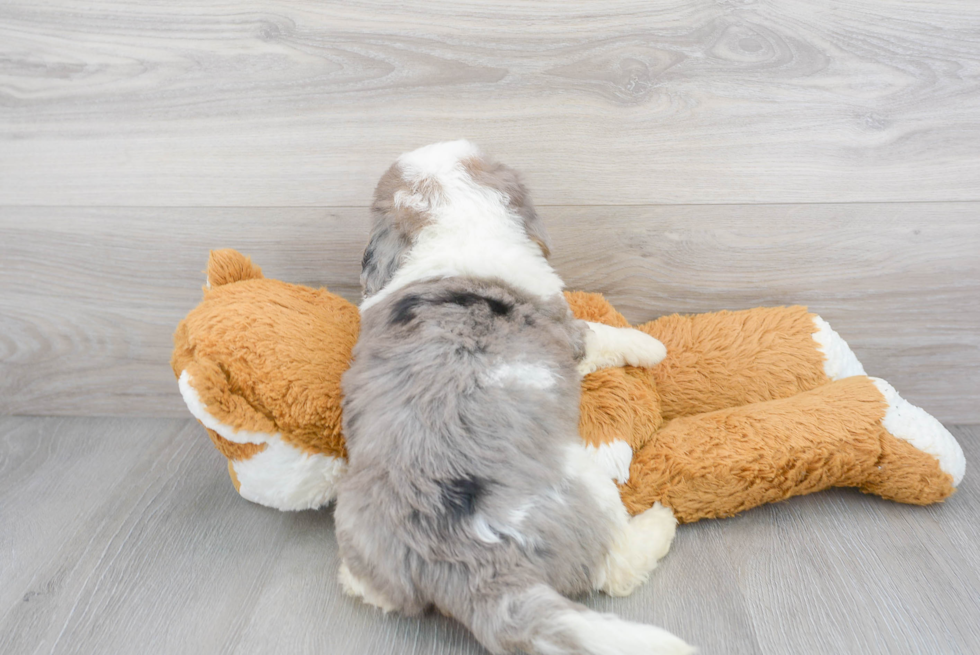Best Mini Bernedoodle Baby