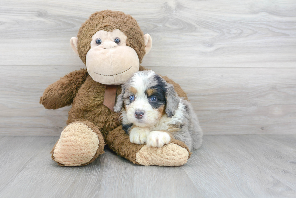 Sweet Mini Bernedoodle Baby