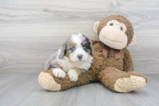 Adorable Mini Berniedoodle Poodle Mix Puppy