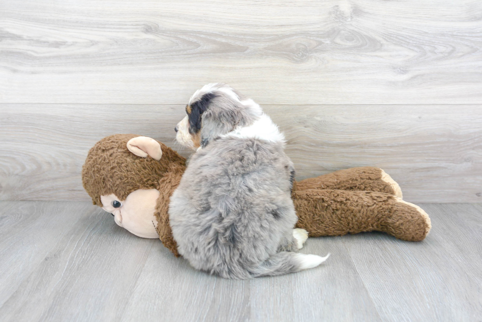 Mini Bernedoodle Pup Being Cute