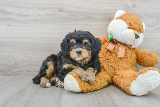 Small Mini Bernedoodle Baby