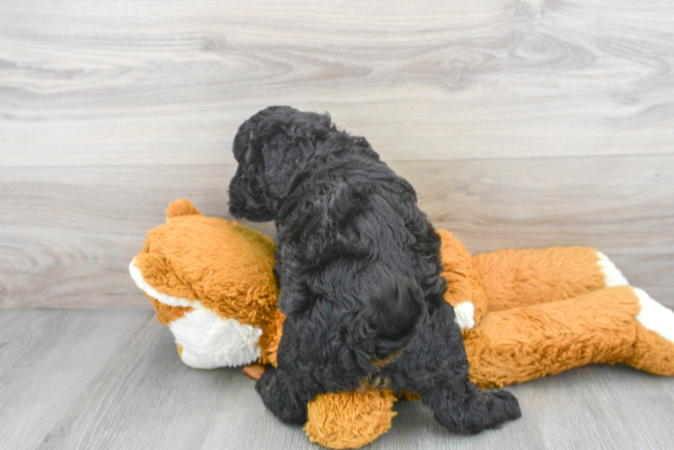 Mini Bernedoodle Puppy for Adoption