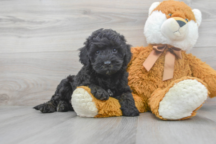 Mini Bernedoodle Puppy for Adoption