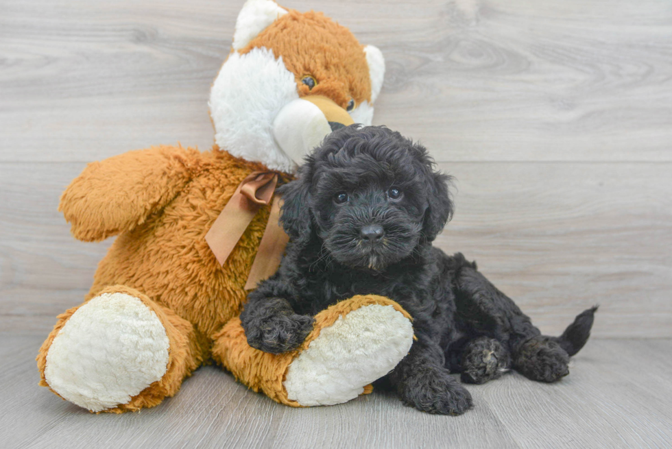 Mini Bernedoodle Puppy for Adoption