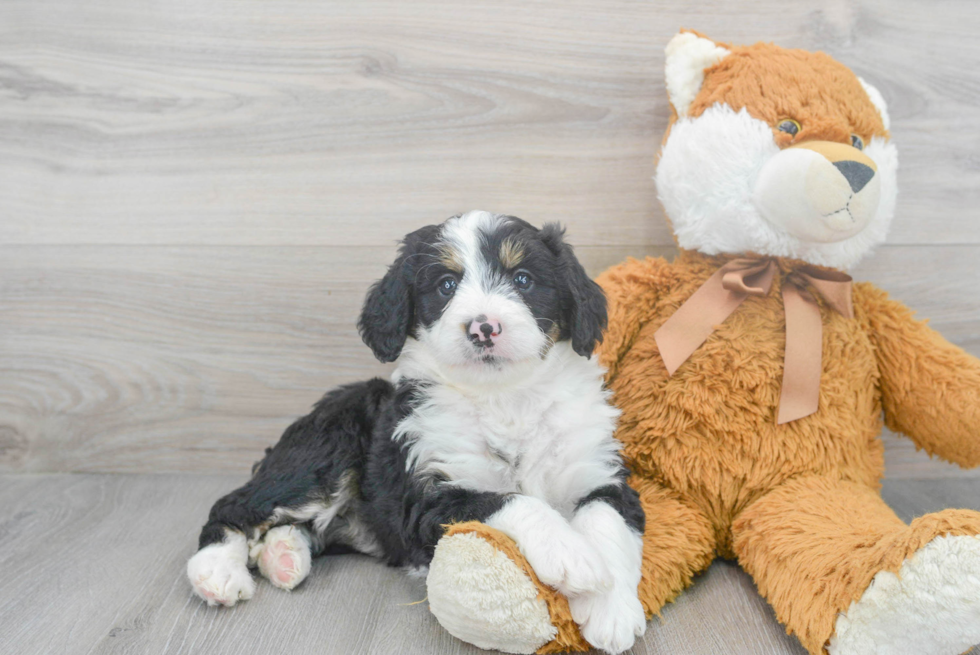 Fluffy Mini Bernedoodle Poodle Mix Pup