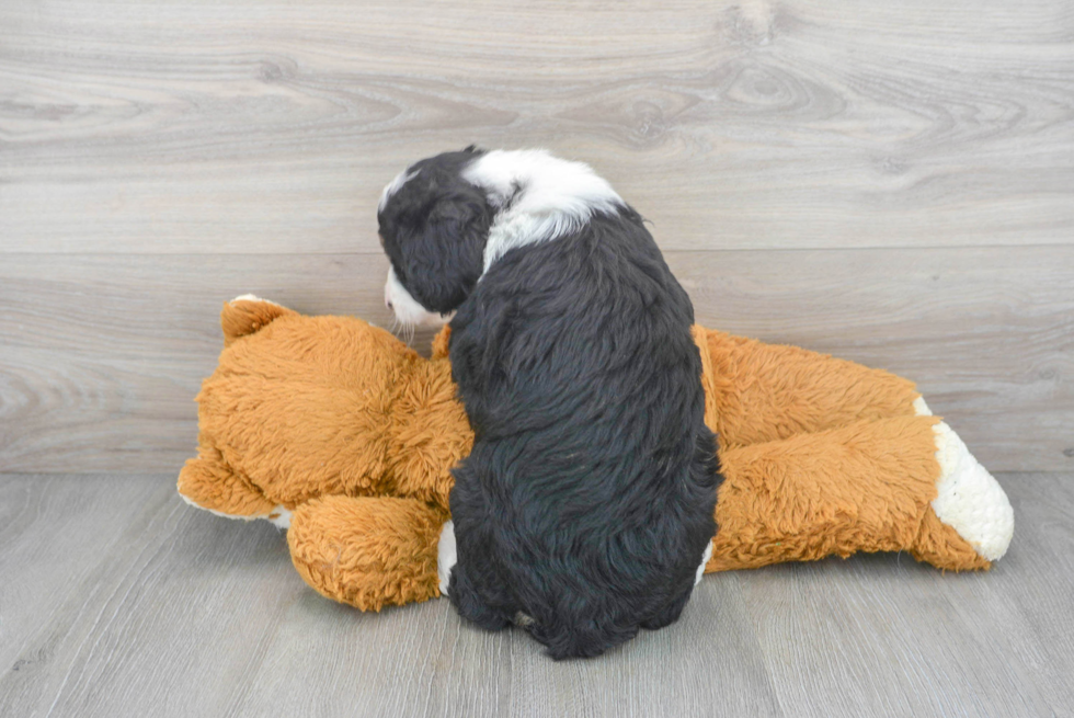 Hypoallergenic Mini Berniedoodle Poodle Mix Puppy