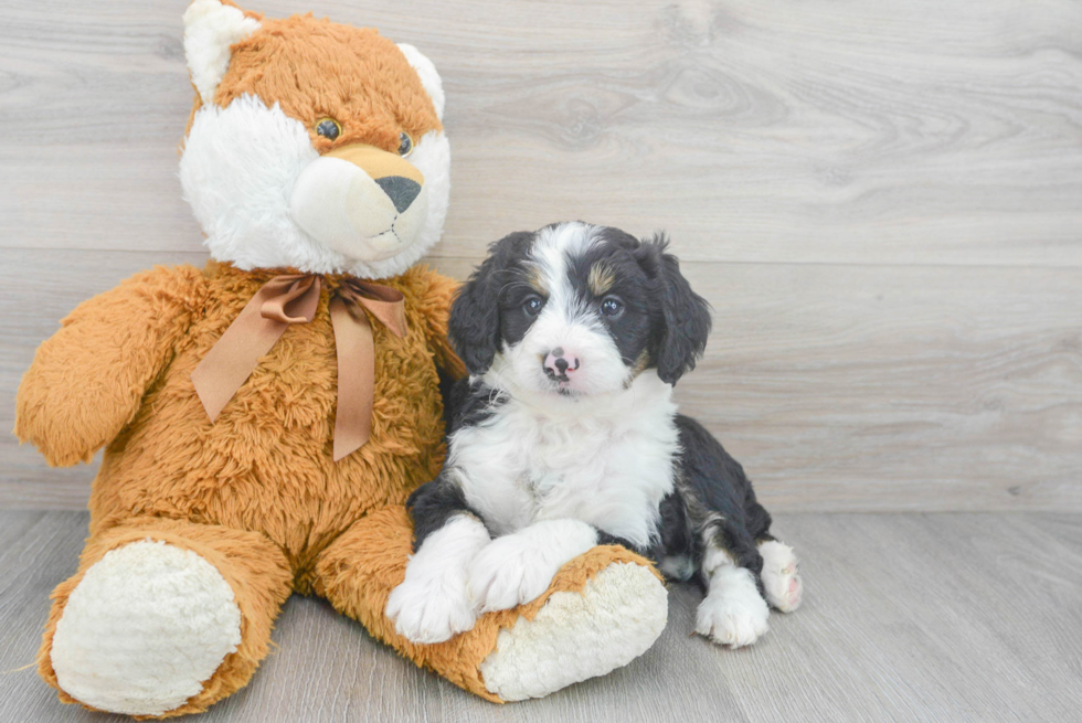 Best Mini Bernedoodle Baby