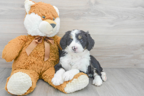 Best Mini Bernedoodle Baby