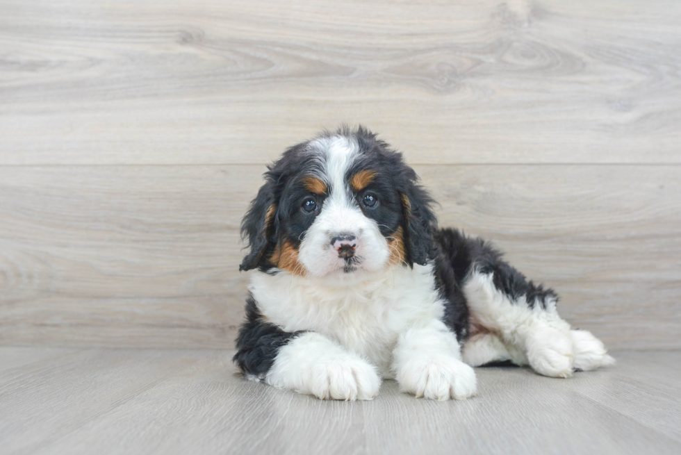 Sweet Mini Bernedoodle Baby