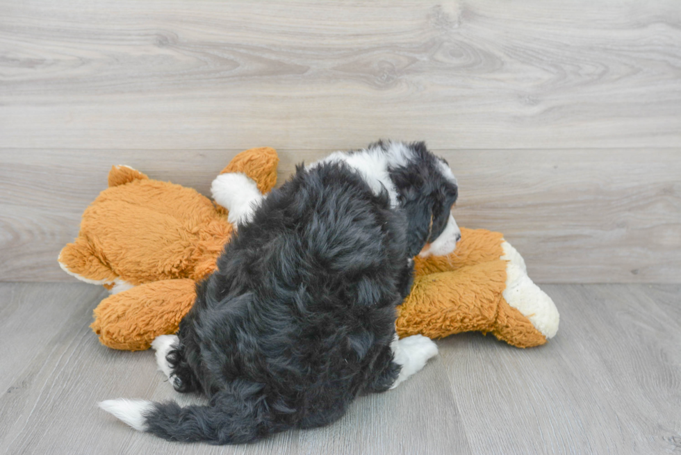 Best Mini Bernedoodle Baby